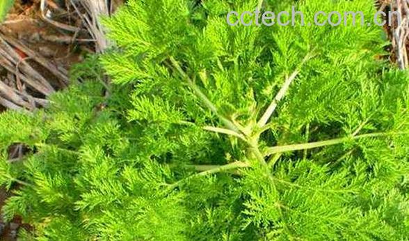 喝黄蒿水的作用和功效	-0