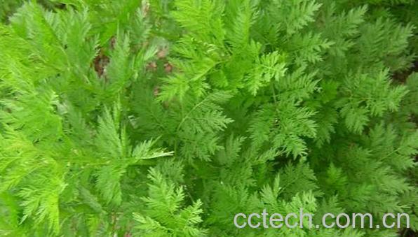 喝黄蒿水的作用和功效	-1