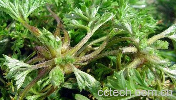 野洋蒿有什么功效与作用-1