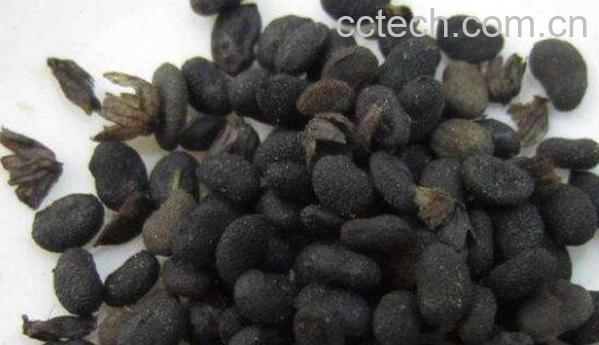 补骨脂的功效与作用 补骨脂怎么吃-0