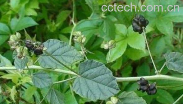 补骨脂的功效与作用 补骨脂怎么吃-1