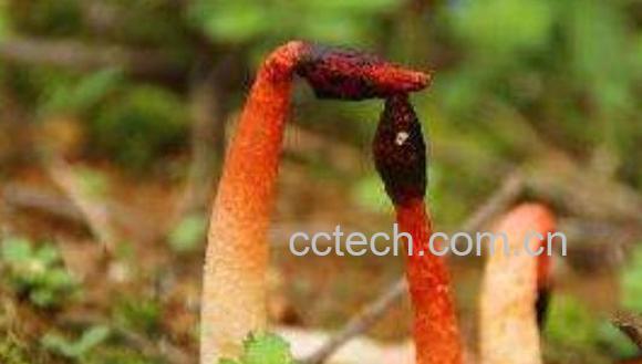 红鬼笔的药用价值 红鬼笔的副作用-1