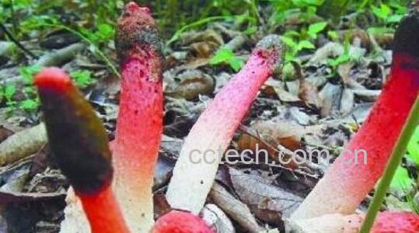 红鬼笔的药用价值 红鬼笔的副作用-0