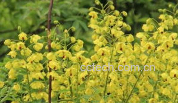 滕合欢的功效与作用-0