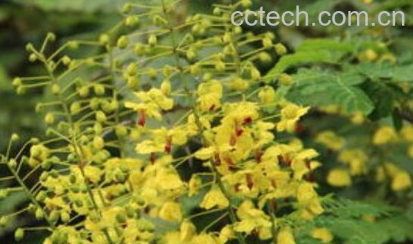 藤金合欢的功效与作用-0