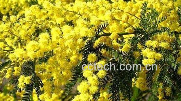 藤金合欢的功效与作用-1