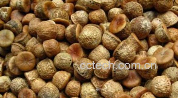 掉藤果的功效与作用 掉藤果的药用价值-0