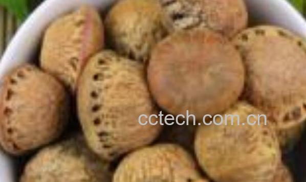 掉藤果的功效与作用 掉藤果的药用价值-1