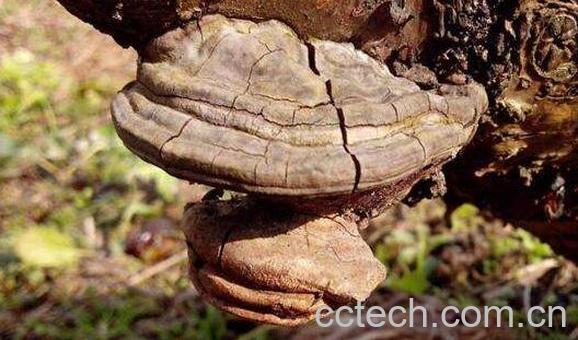 树舌灵芝的功效与作用 树舌灵芝的药用价值-0