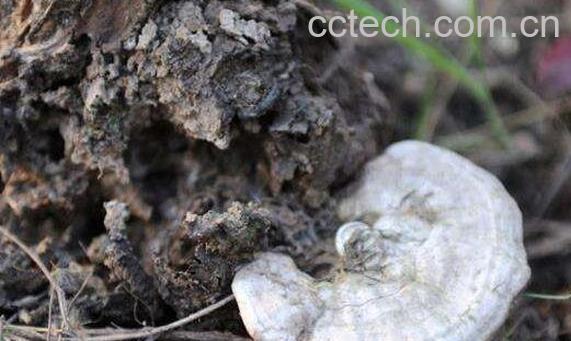 树舌灵芝的功效与作用 树舌灵芝的药用价值-1