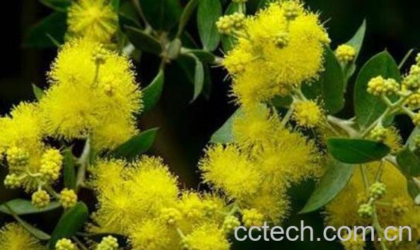 金合欢的功效与作用-0