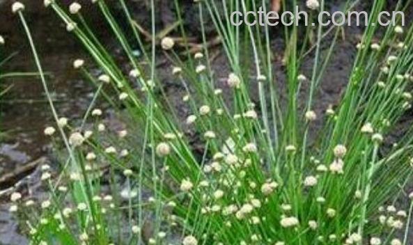 谷精草的功效与作用 谷精草的药用价值-0