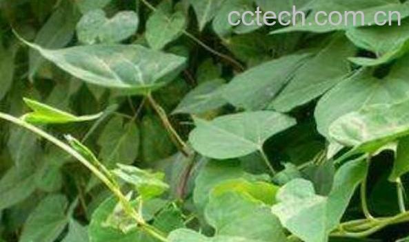 夜交藤的副作用及禁忌-1