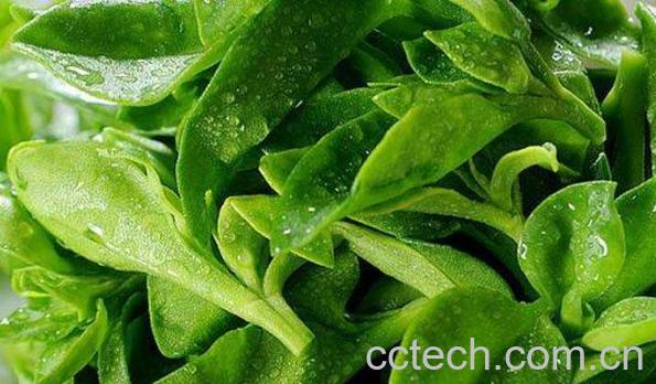 三七叶的功效与作用及药用价值-0