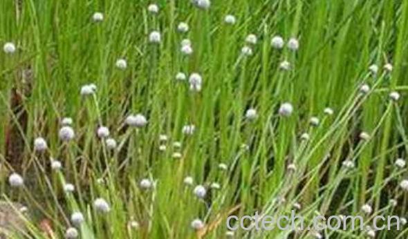 谷精草的功效与作用 谷精草的药用价值-1