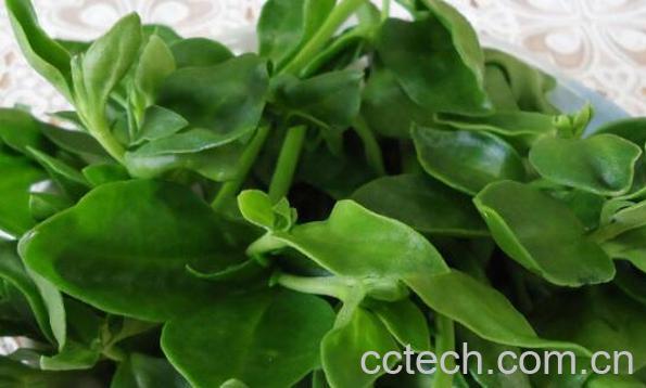 三七叶的功效与作用及药用价值-1