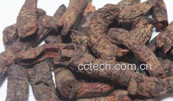 什么是血三七 血三七的功效与禁忌-0