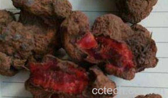 什么是血三七 血三七的功效与禁忌-1