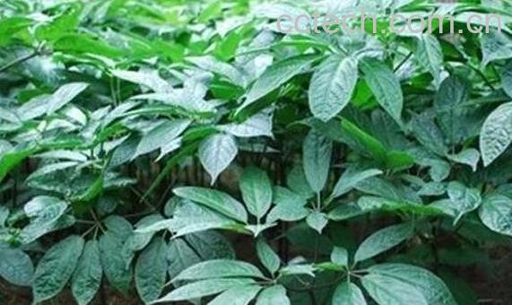 藤三七的功效与作用及药用价值-0