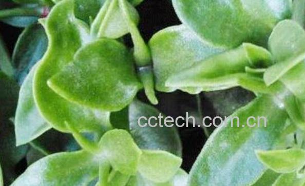 藤三七的功效与作用及药用价值-1