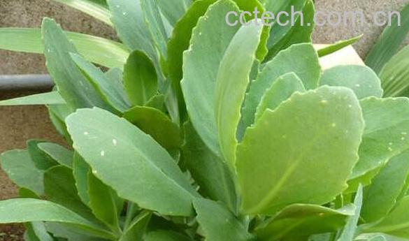 景天三七的功效与作用 景天三七的药用价值-0