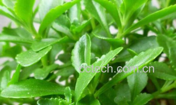 景天三七的功效与作用 景天三七的药用价值-1