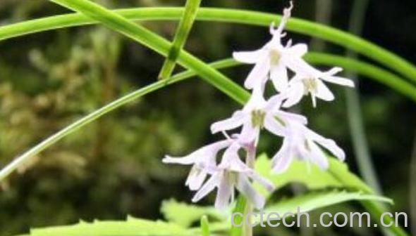 麦冬草与书带草的区别 麦冬草的功效-1