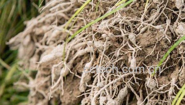 土麦冬的功效与作用 土麦冬的药用价值-0