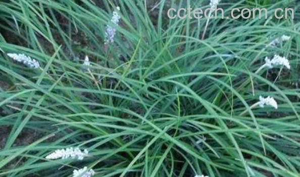 土麦冬的功效与作用 土麦冬的药用价值-1