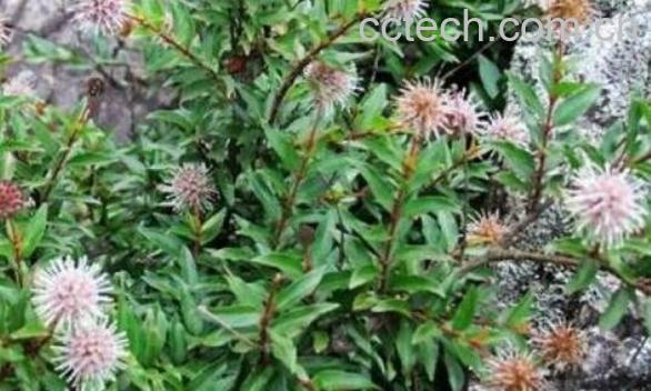 水杨梅根的功效与作用 水杨梅根的药用价值-0