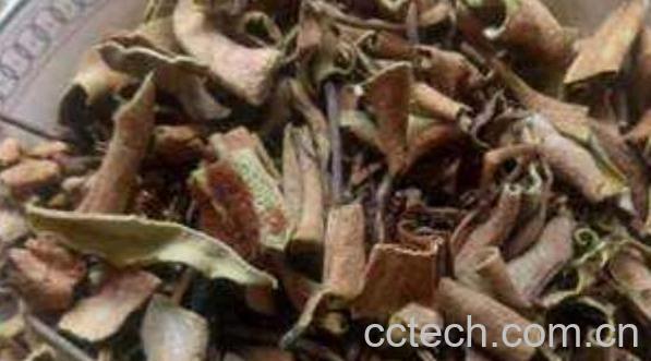 石背柳的功效与作用-0