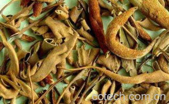 石苇的功效与作用 石苇的药用价值-1