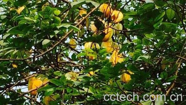 山杨桃草的功效与作用-1