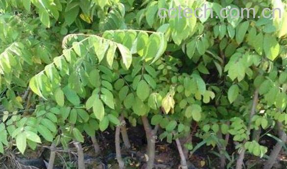 山杨桃草的功效与作用-0