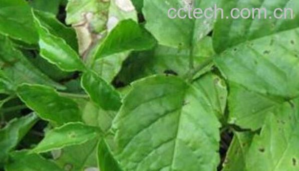 三叶青的功效与作用 三叶青的禁忌-0