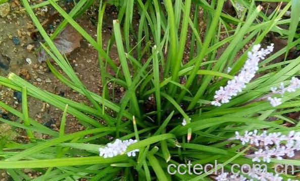 土麦冬和麦冬的区别 麦冬的功效与作用-0