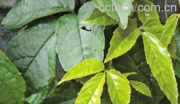 三叶青怎么吃 三叶青的吃法-1