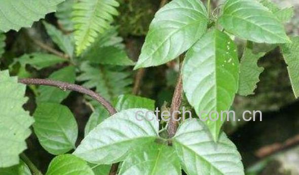 三叶青怎么吃 三叶青的吃法-0