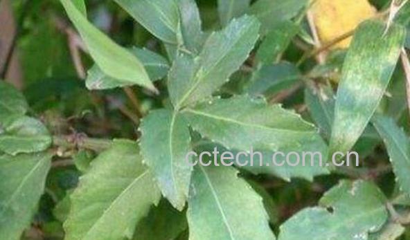 三叶青如何种植 三叶青粉怎么服用-1