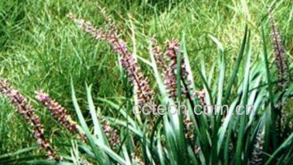 土麦冬叶的功效与作用-0