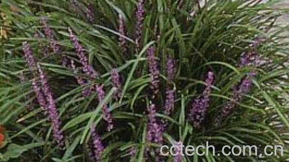 土麦冬叶的功效与作用-1