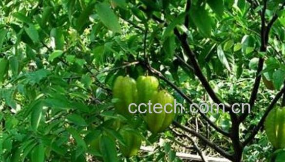 假杨桃树的功效与作用-0