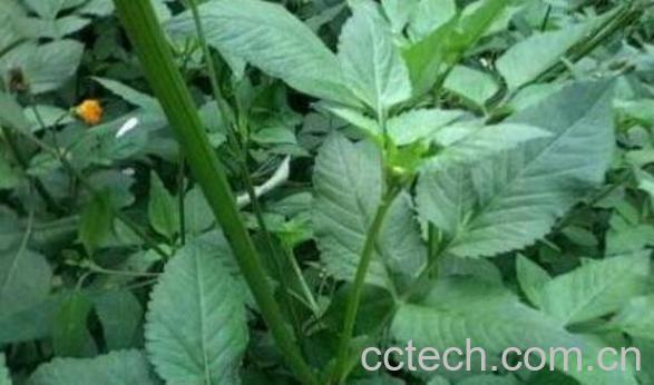 鬼针草的功效与作用 鬼针草的禁忌-0