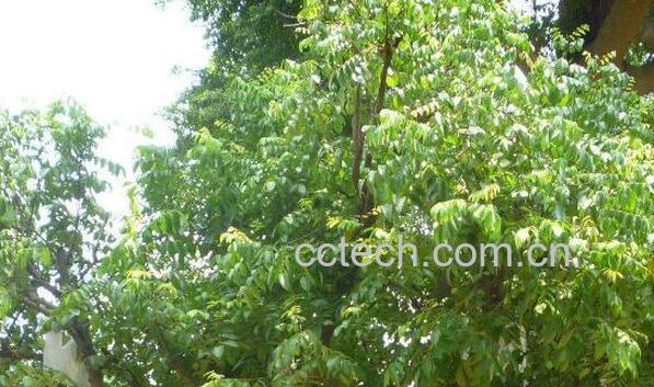 假杨桃树的功效与作用-1