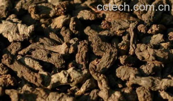 天葵子的功效与作用 天葵子抗癌怎么吃-0