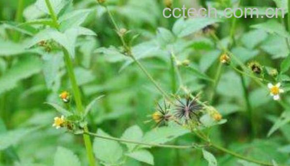 鬼针草的功效与作用 鬼针草的禁忌-1
