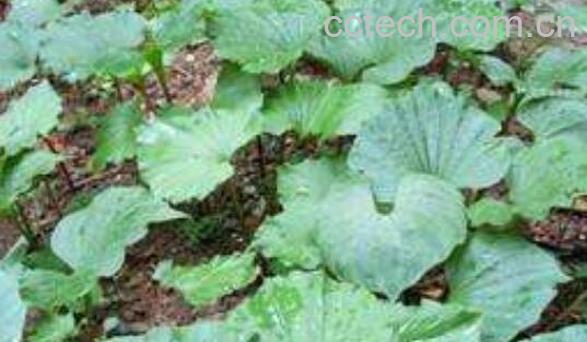 青天葵的功效与作用 青天葵的药用价值-0