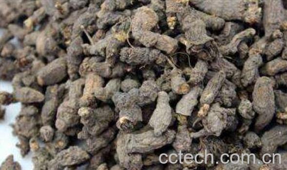 天葵子的功效与作用 天葵子抗癌怎么吃-1