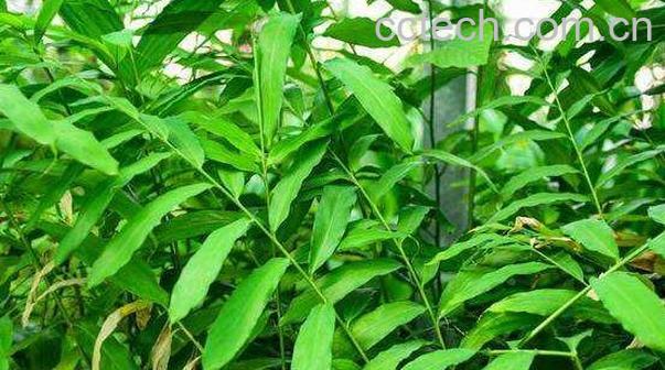 百足草的功效与副作用-0