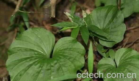 青天葵的功效与作用 青天葵的药用价值-1